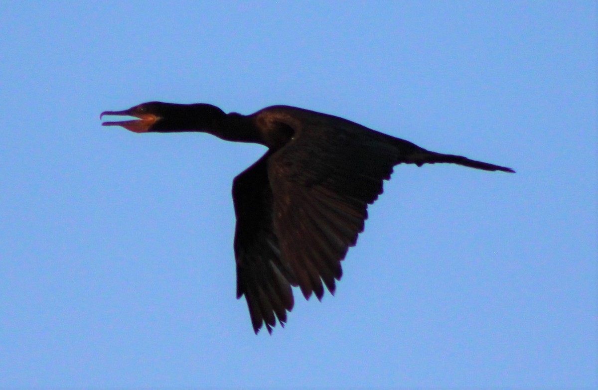 Neotropic Cormorant - Nestor Herrera