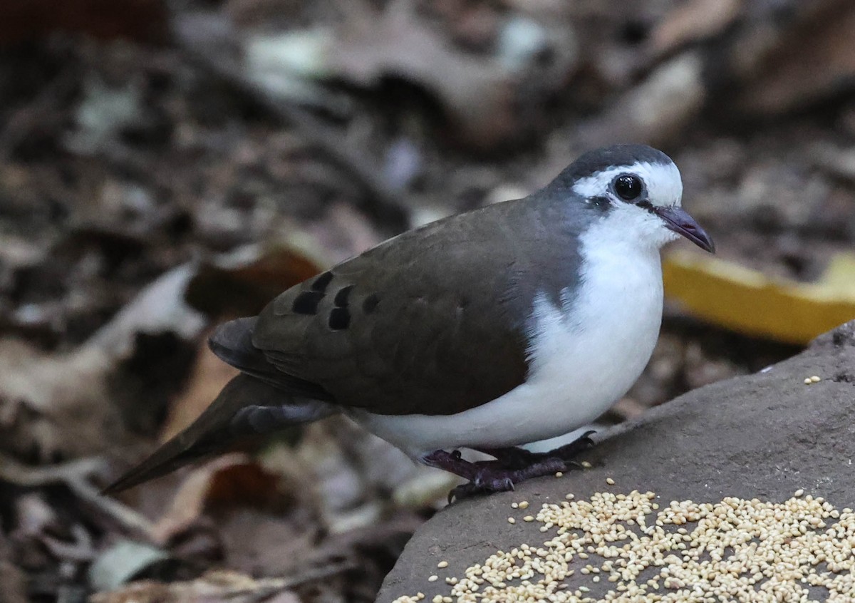 Tambourine Dove - ML493210771