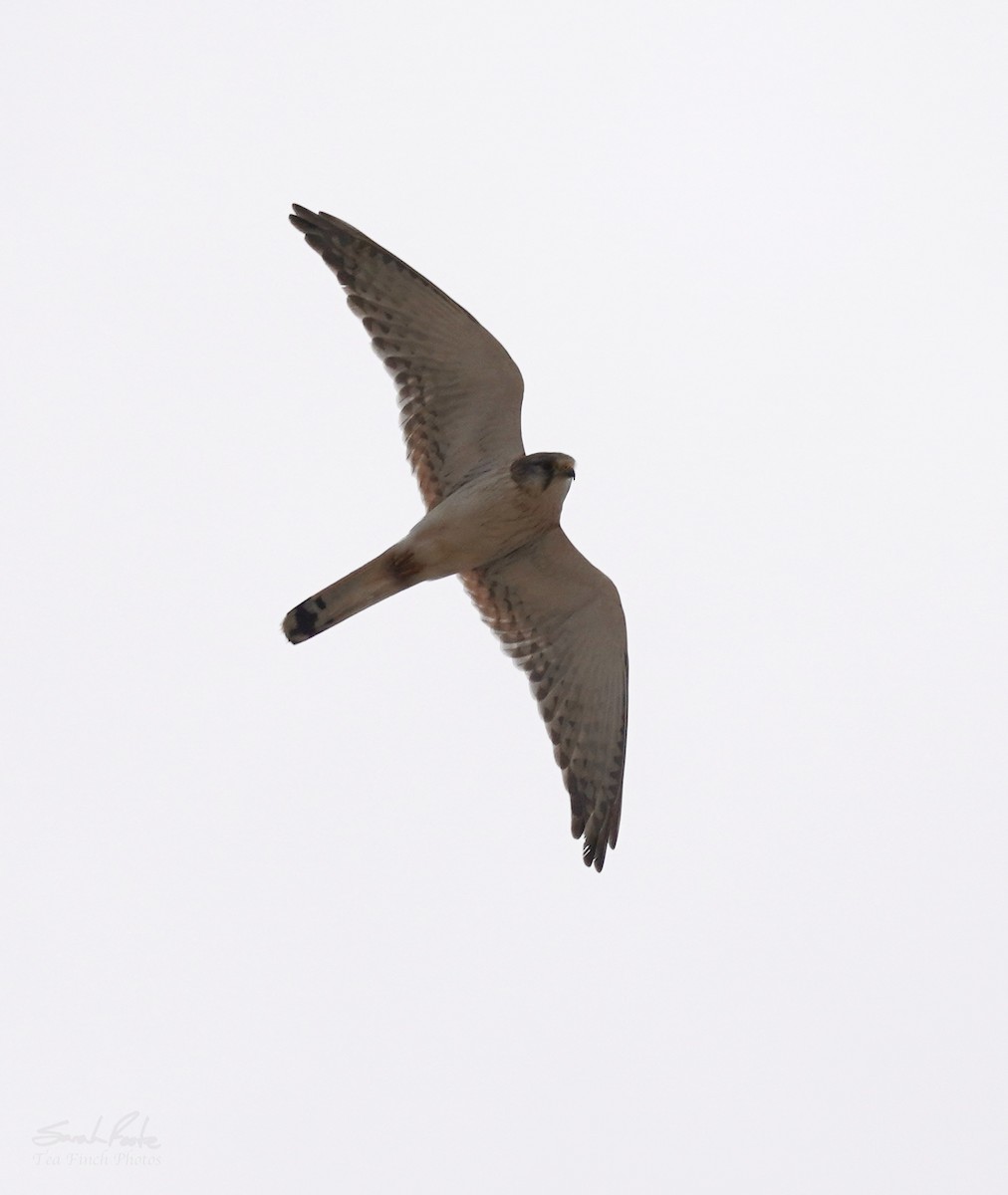 Nankeen Kestrel - ML493211111