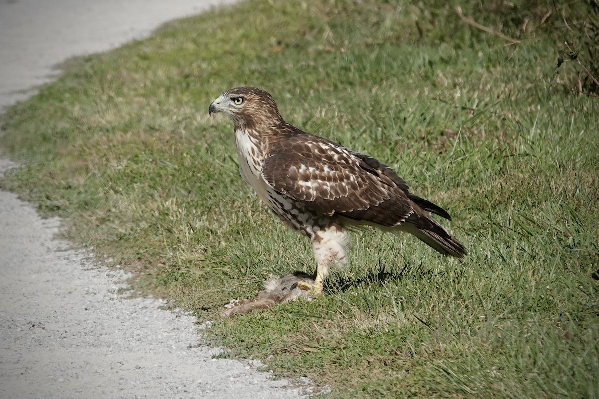Red-tailed Hawk - ML493211301