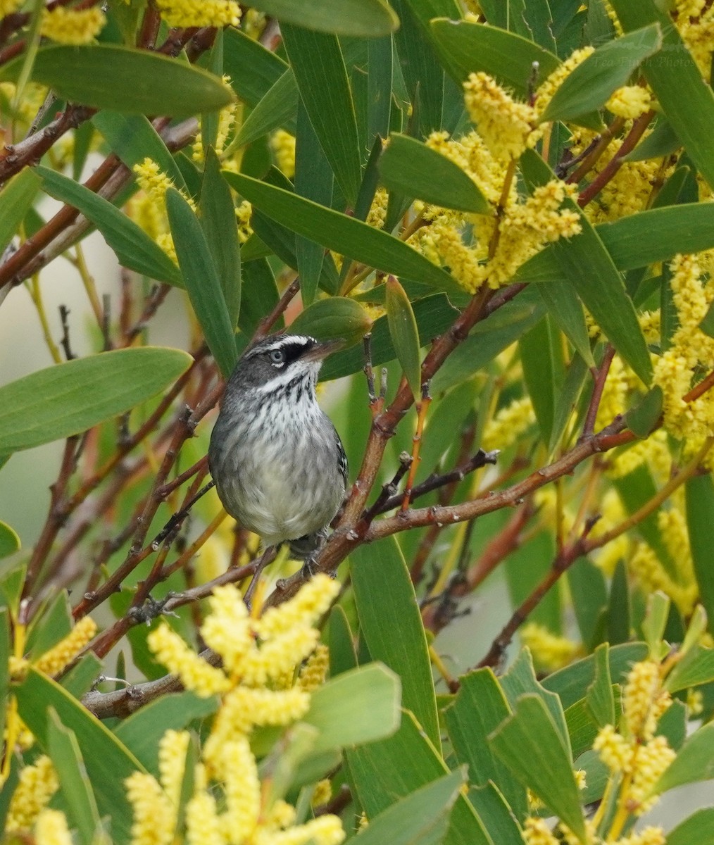 Spotted Scrubwren - Sarah Foote