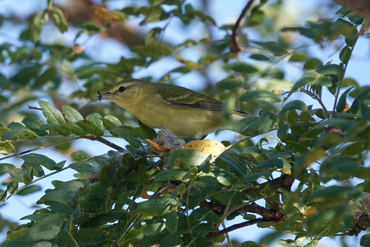 Tennessee Warbler - ML493211491