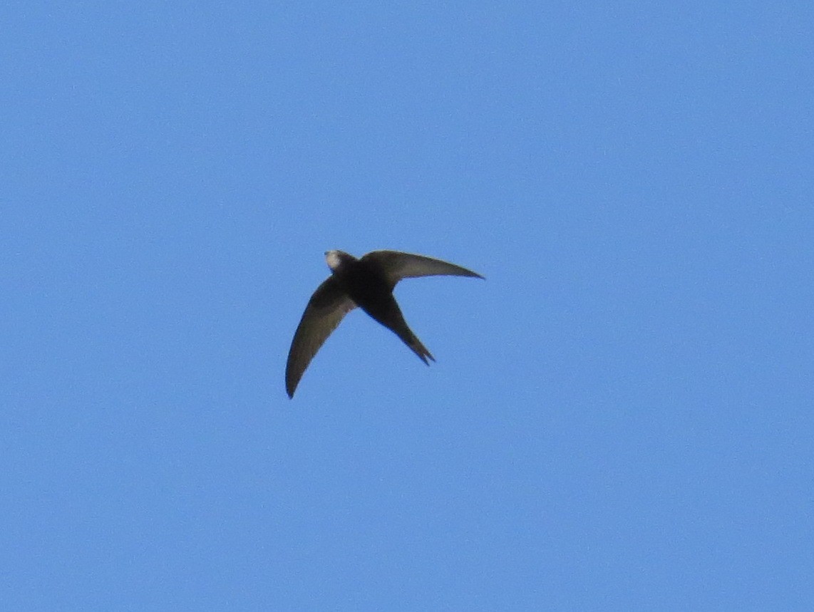 Common Swift - Myron Gerhard