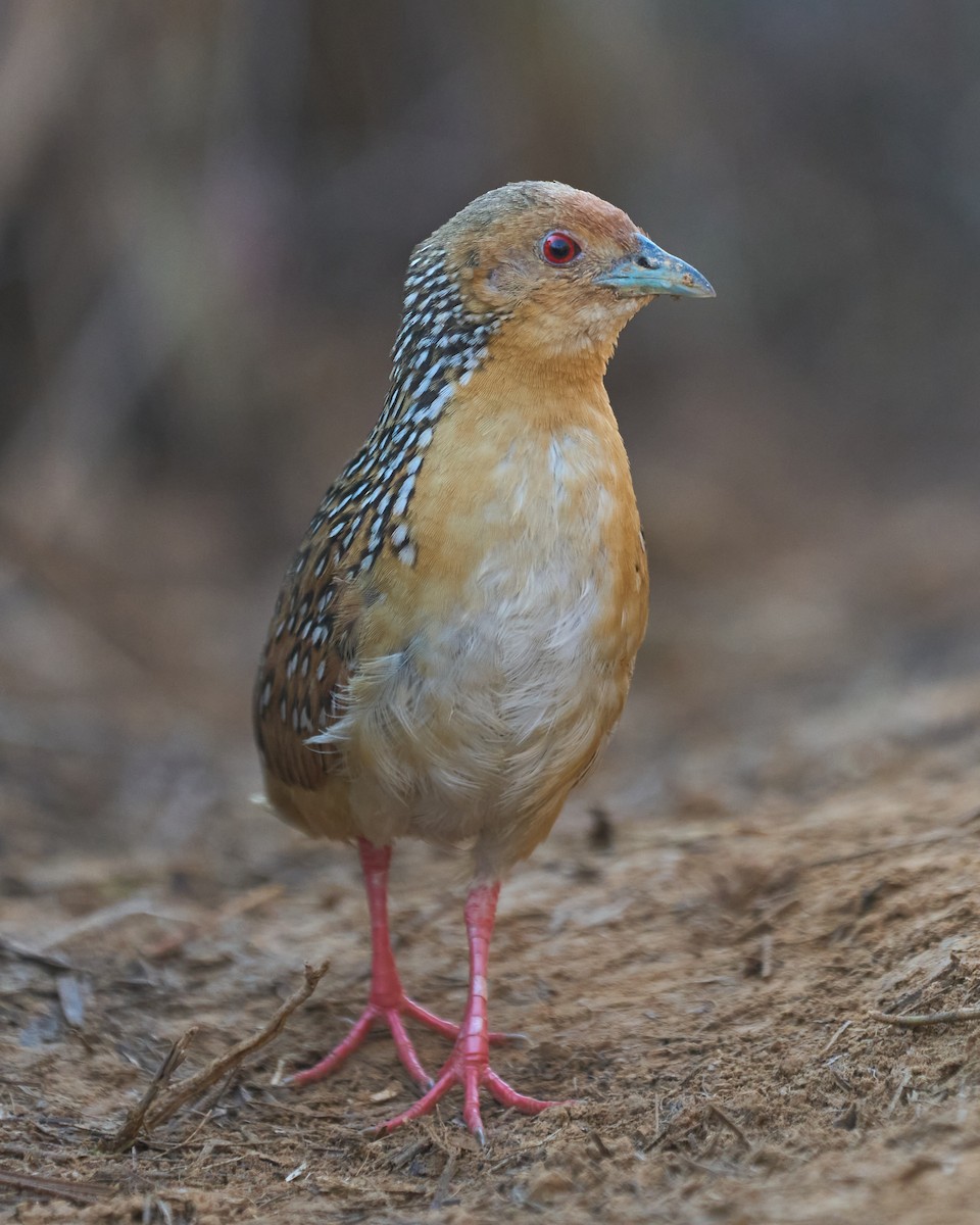 Ocellated Crake - ML493213321