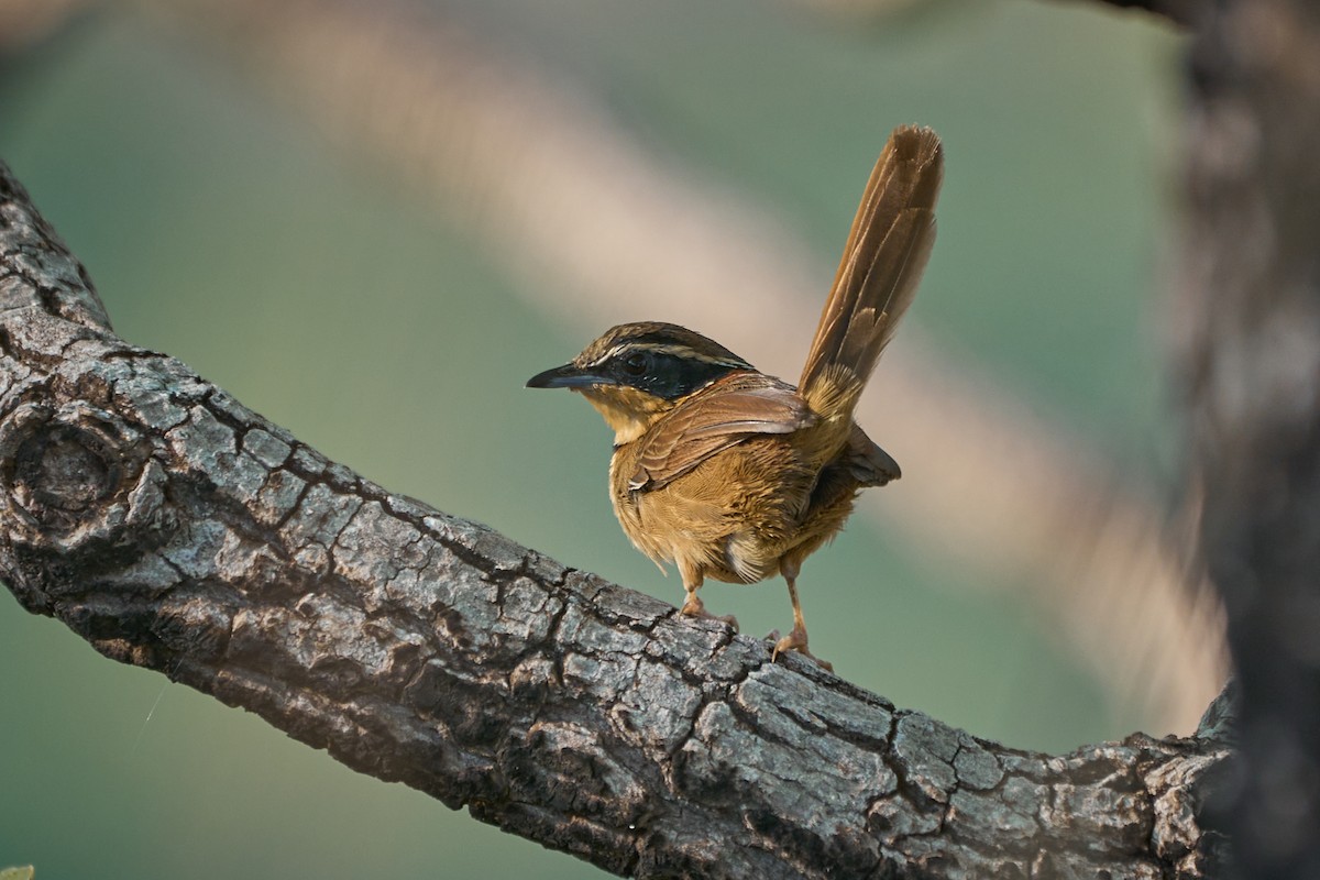 アカエリオタテドリ（torquata／rufescens） - ML493213441