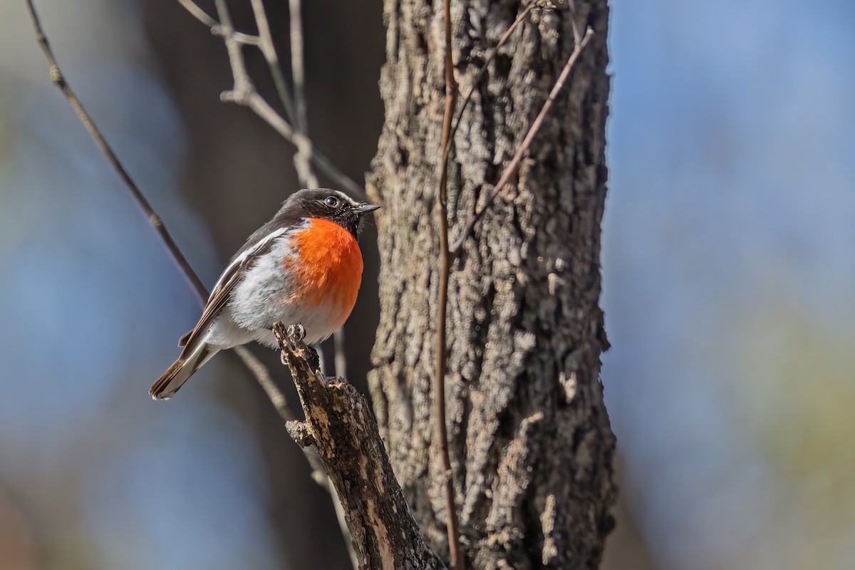 Scarlet Robin - ML493213991