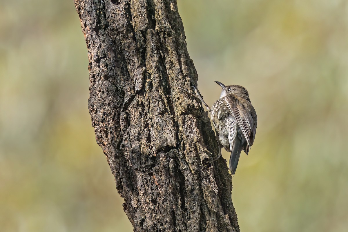White-throated Treecreeper - ML493214931