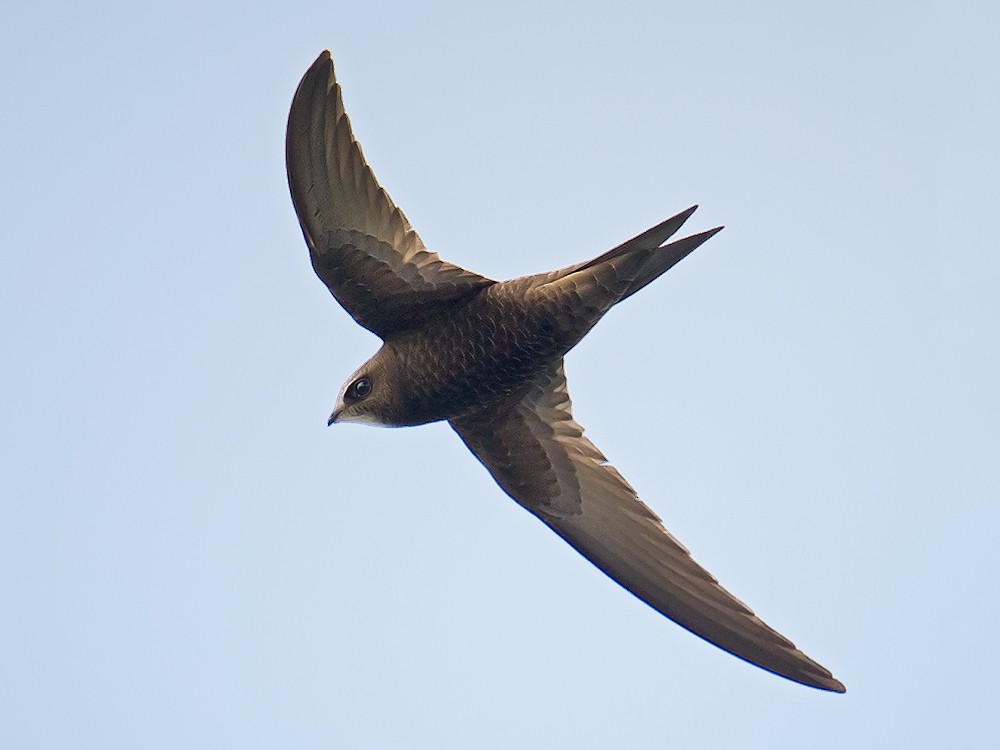 Common Swift - Craig Brelsford