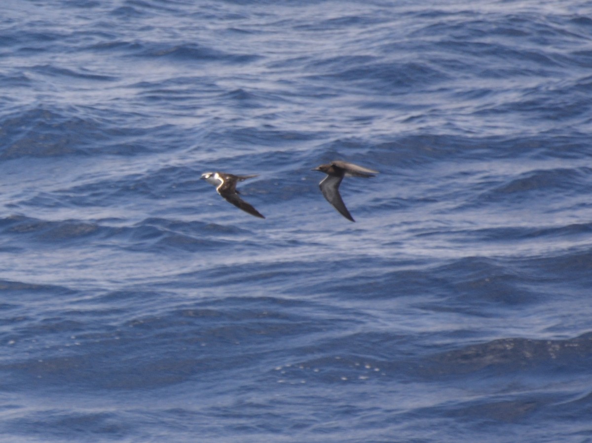 Sooty Tern - ML493215281