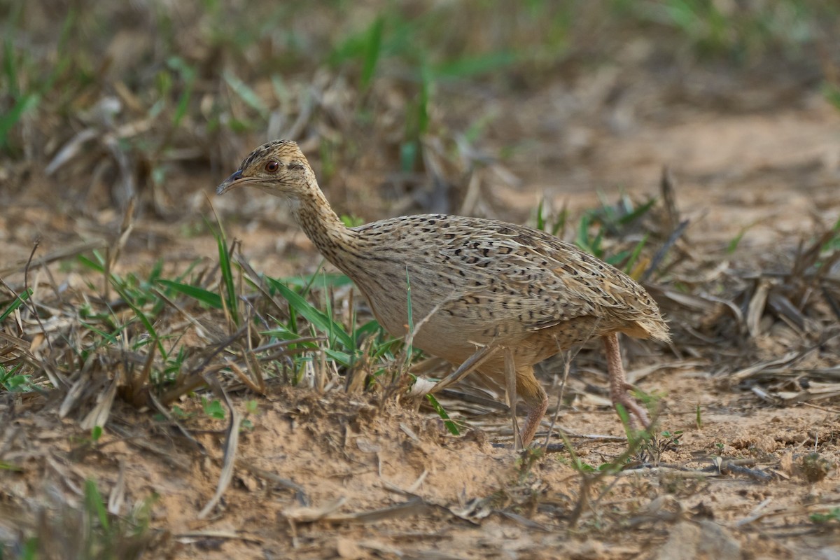 Tinamú Manchado - ML493215311