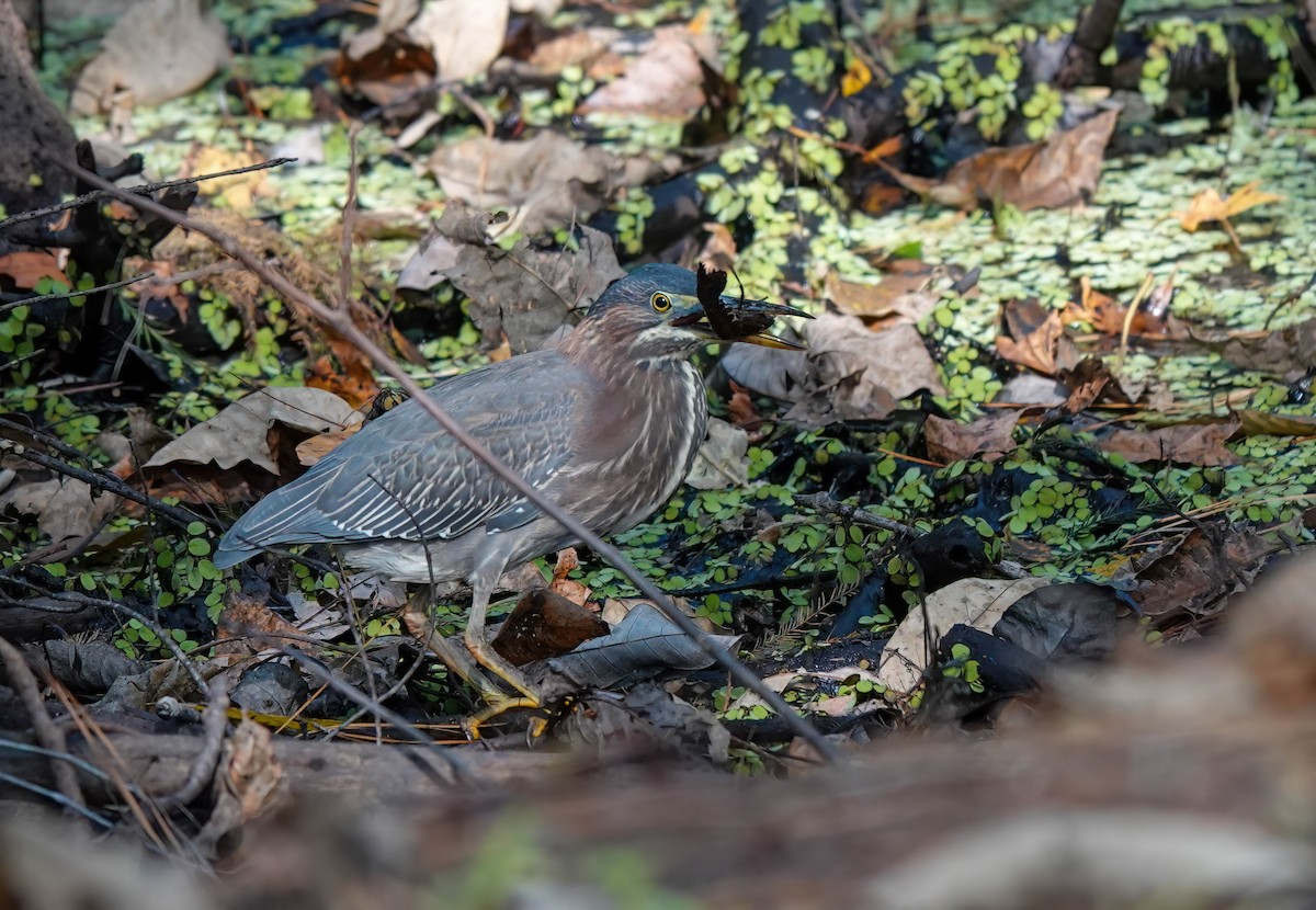 Green Heron - ML493215591