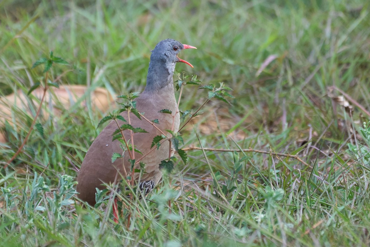 Small-billed Tinamou - ML493216001