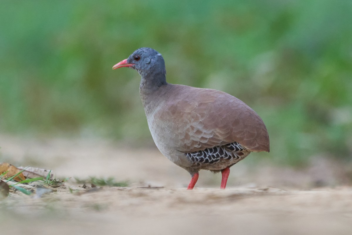 Small-billed Tinamou - ML493216171