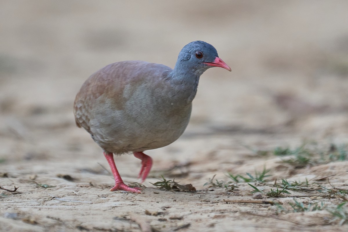 Small-billed Tinamou - ML493216221