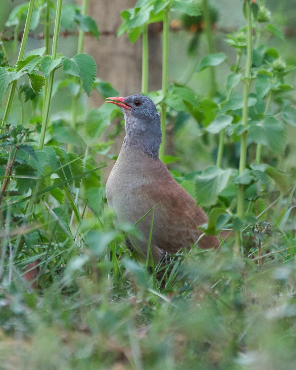 Small-billed Tinamou - ML493216231