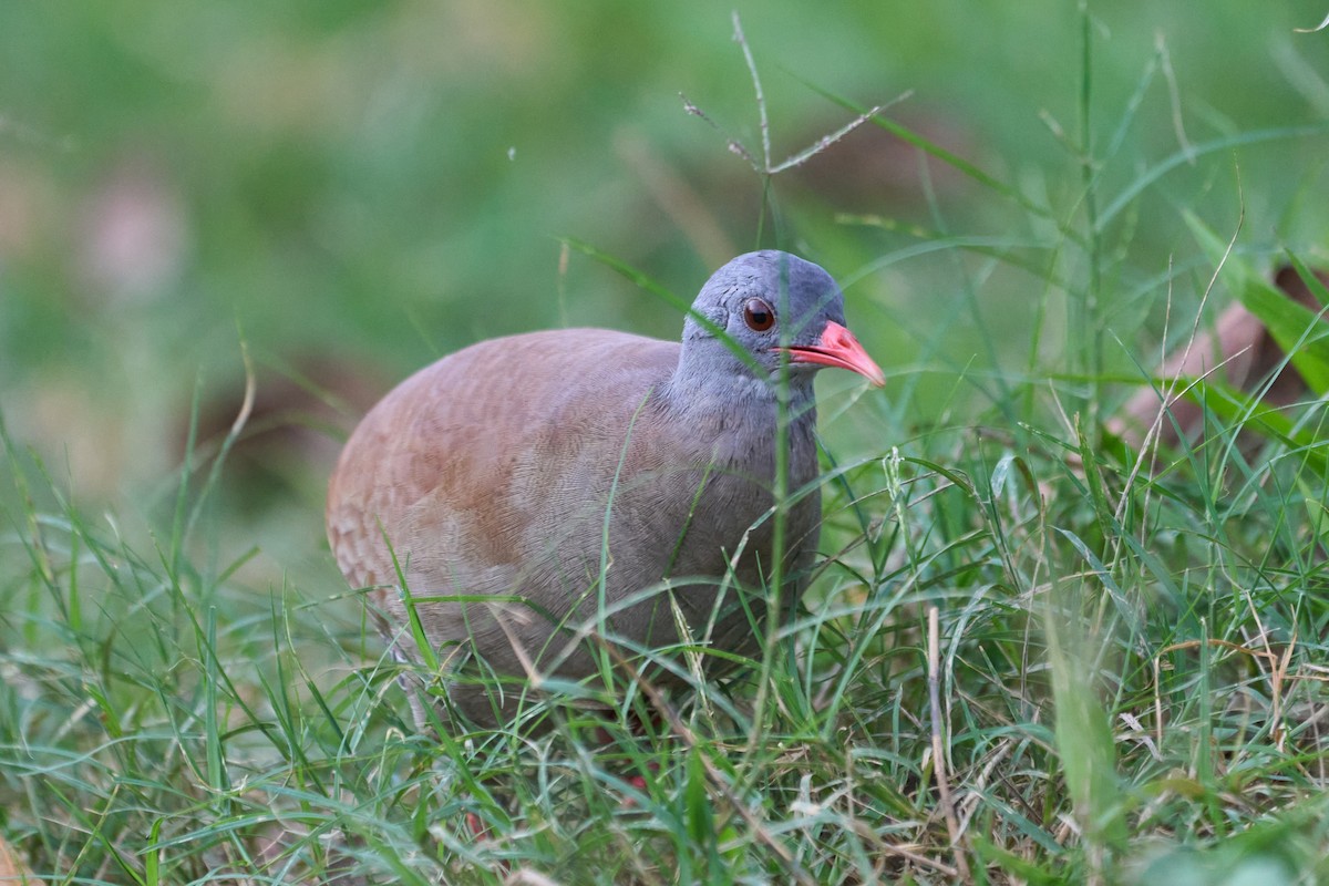 Small-billed Tinamou - ML493216241