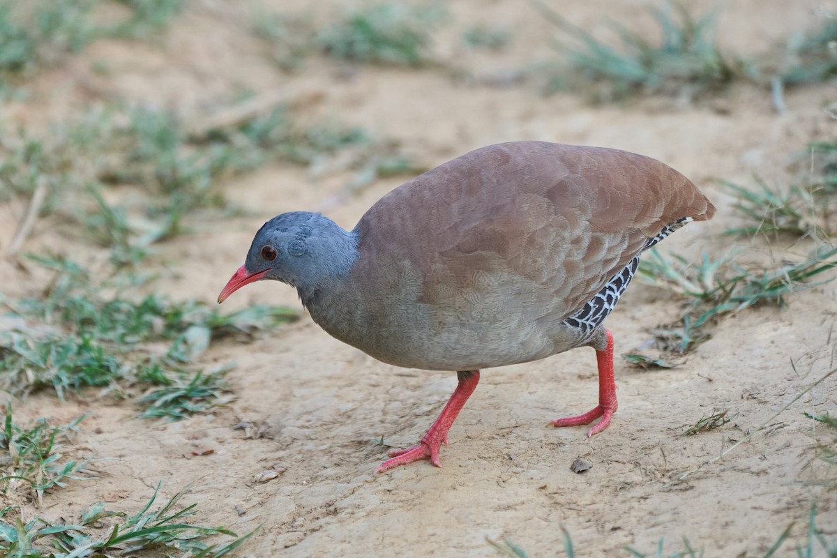 Small-billed Tinamou - ML493216271