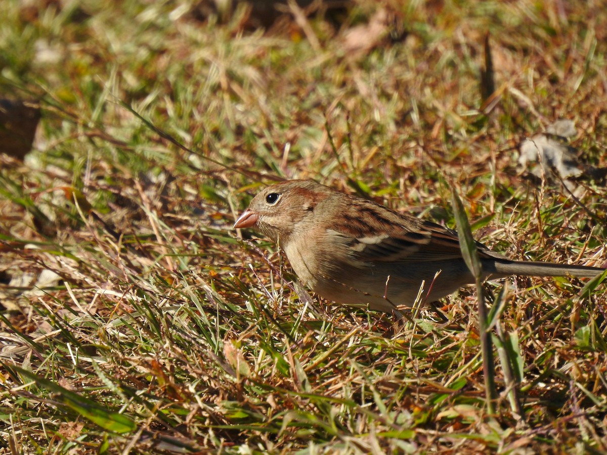 Field Sparrow - ML493217331