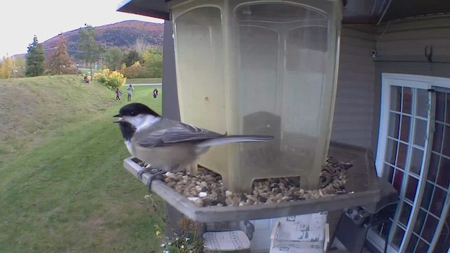 Black-capped Chickadee - ML493217401