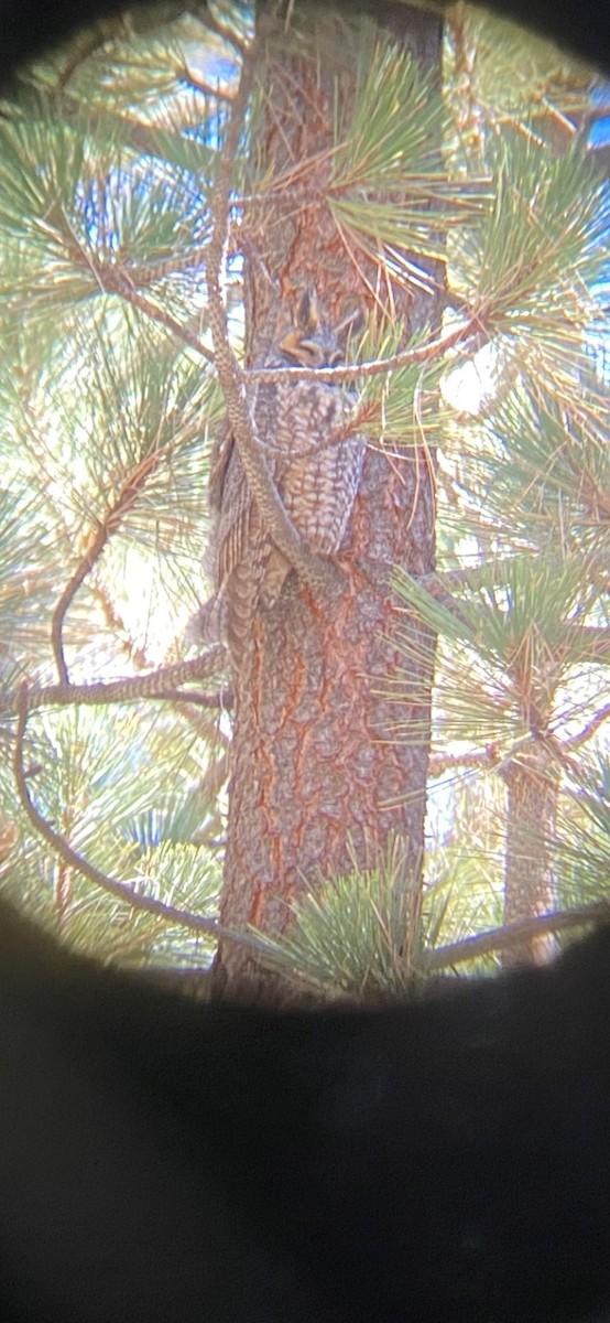 Long-eared Owl - ML493217421