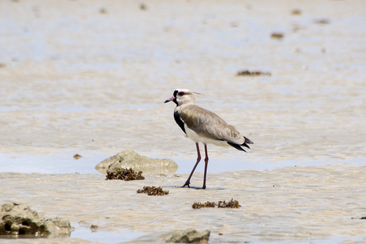 Southern Lapwing - ML493221701