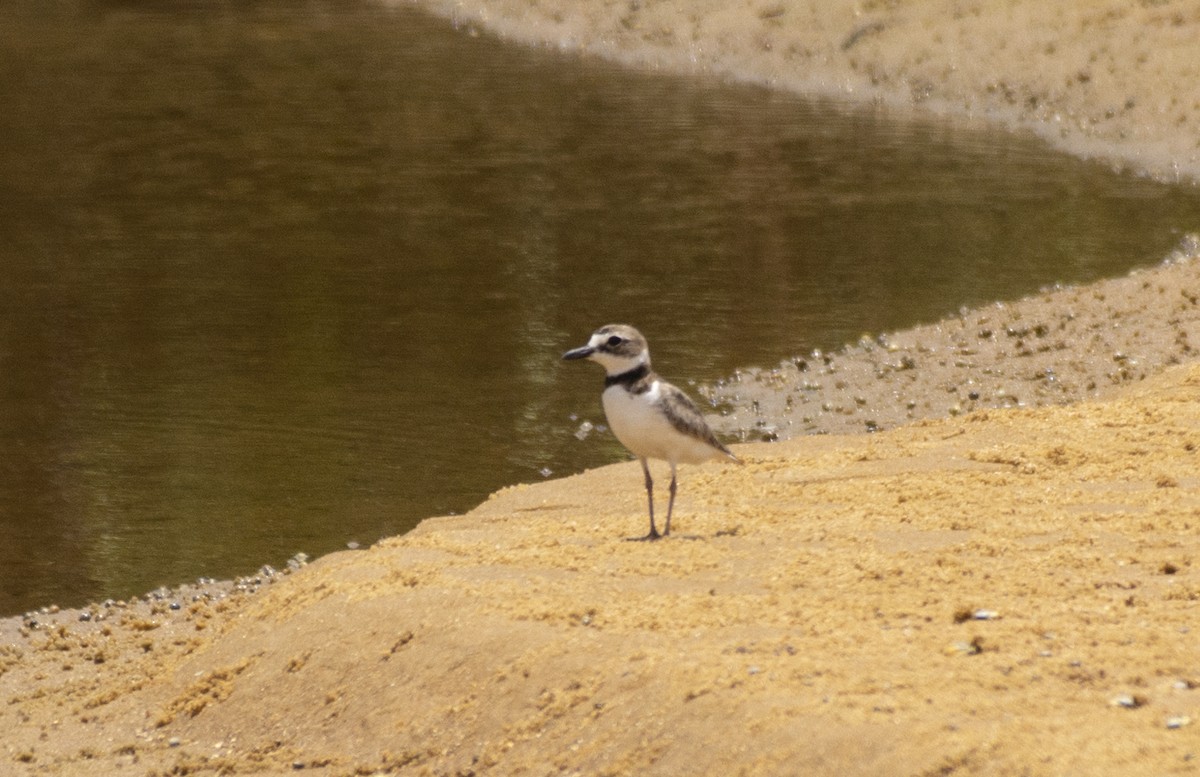 Wilson's Plover - ML493221931
