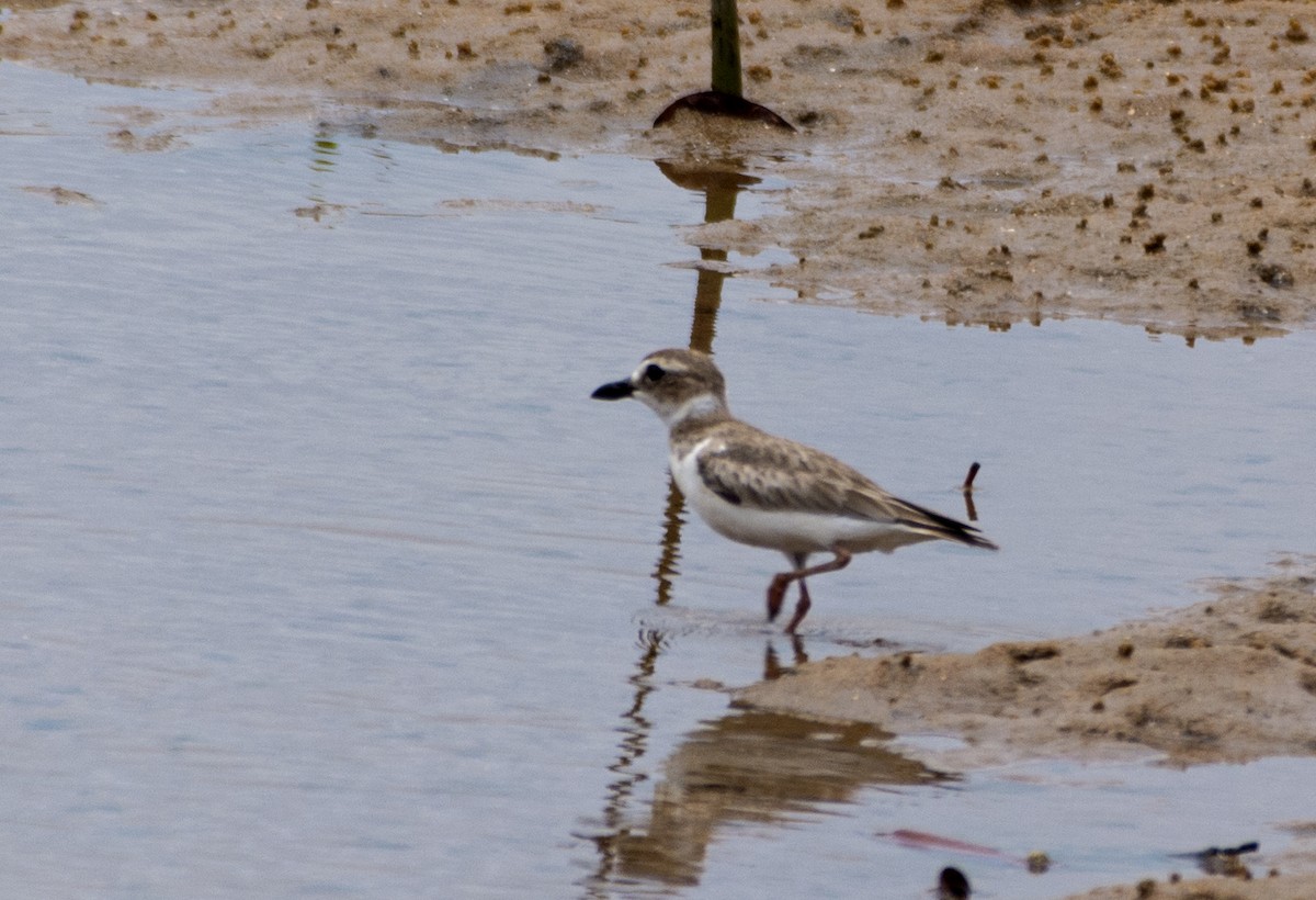 Wilson's Plover - ML493221941