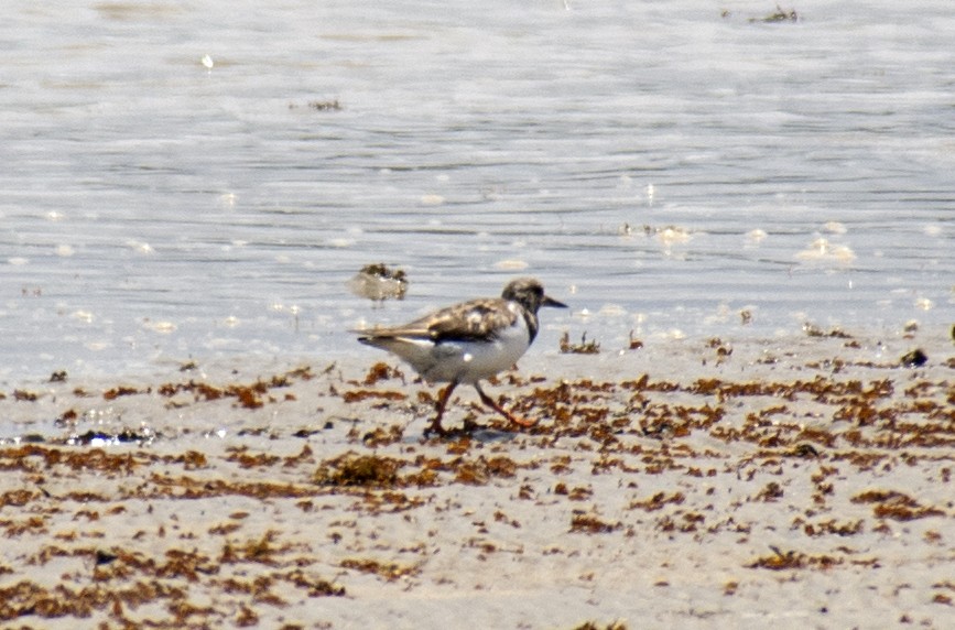 Ruddy Turnstone - ML493221991