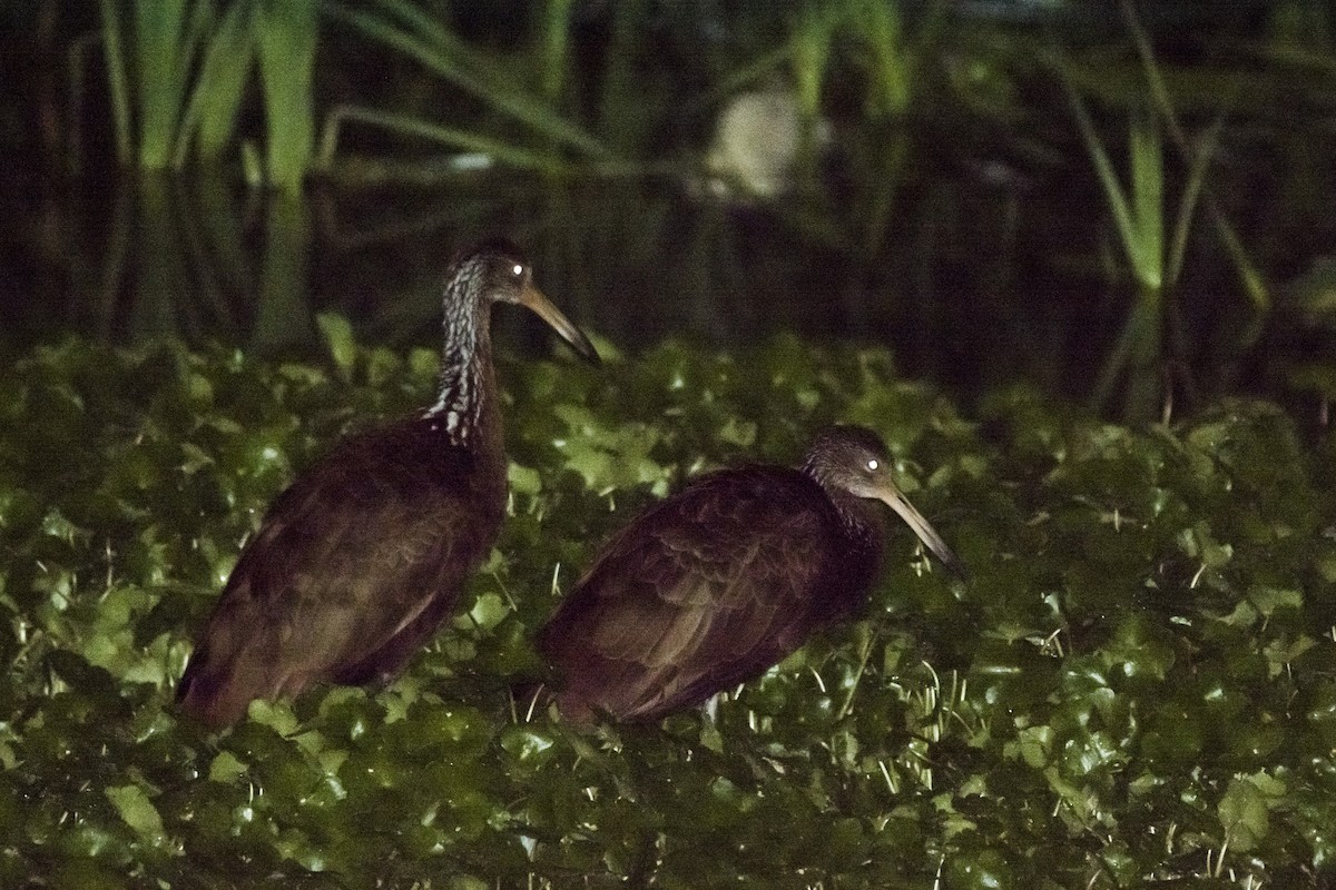 Limpkin - ML493222371