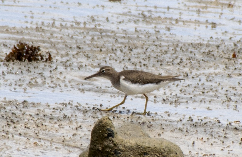 Spotted Sandpiper - ML493222411