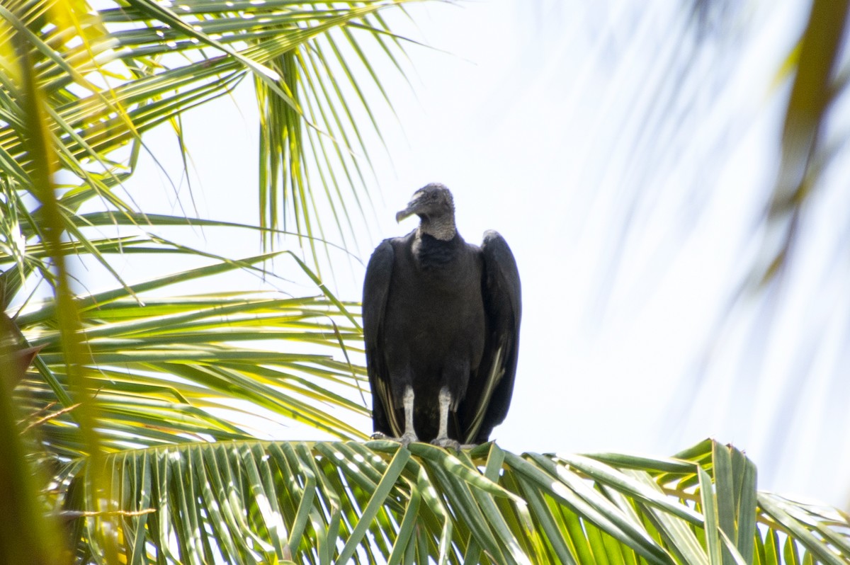 Black Vulture - ML493222501
