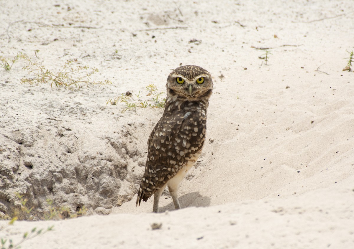 Burrowing Owl - ML493222621