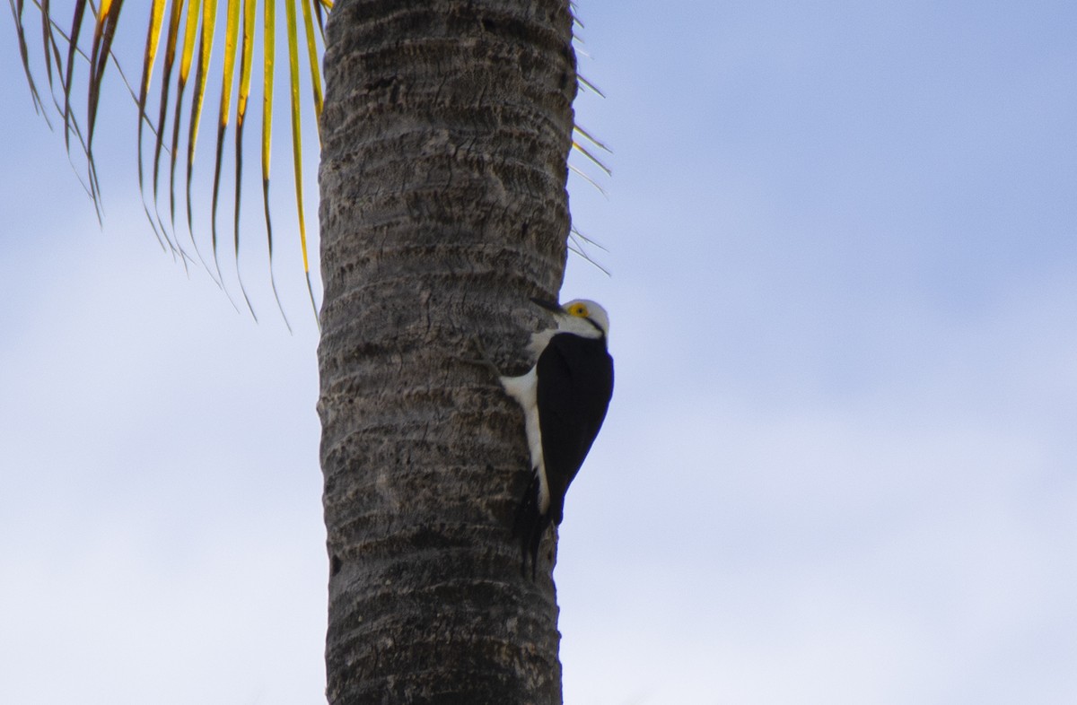 White Woodpecker - Nícolas de Lima Gomes