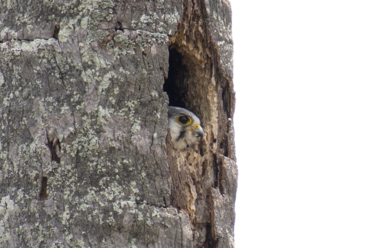 American Kestrel - ML493222971