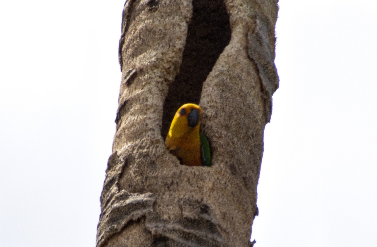 Jandaya Parakeet - ML493223091