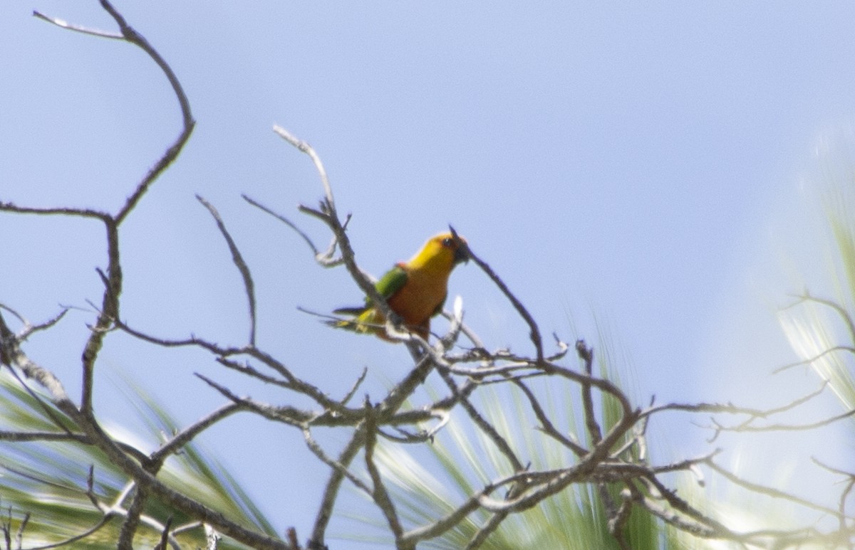 Jandaya Parakeet - ML493223101