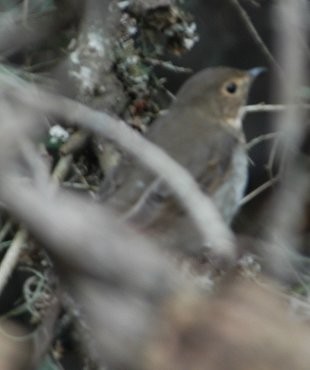 Swainson's Thrush - ML493225491