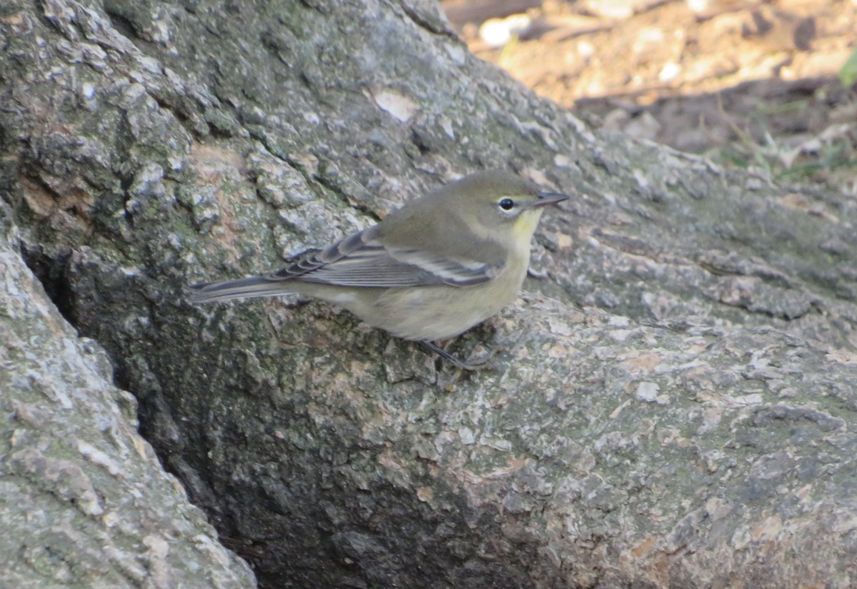 Pine Warbler - ML493226461