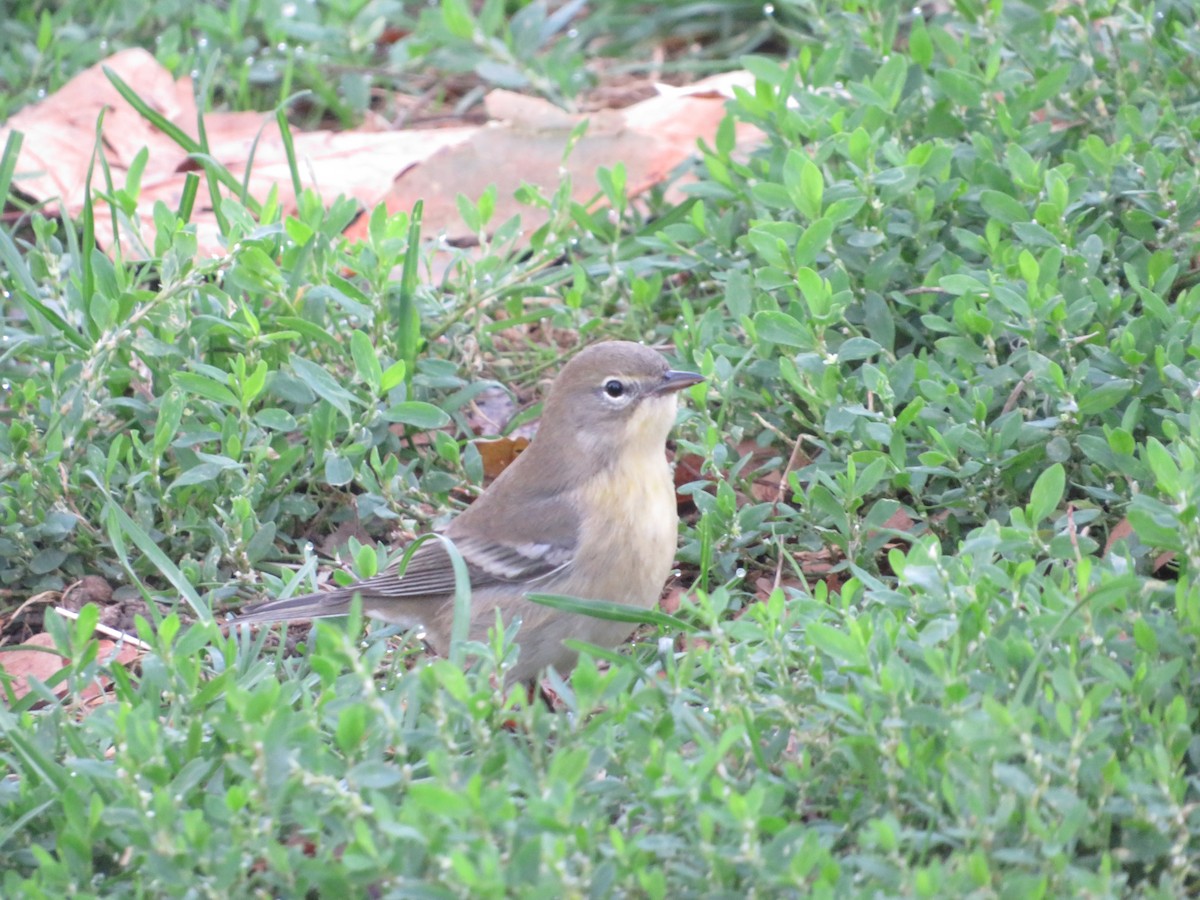 Pine Warbler - ML493226471