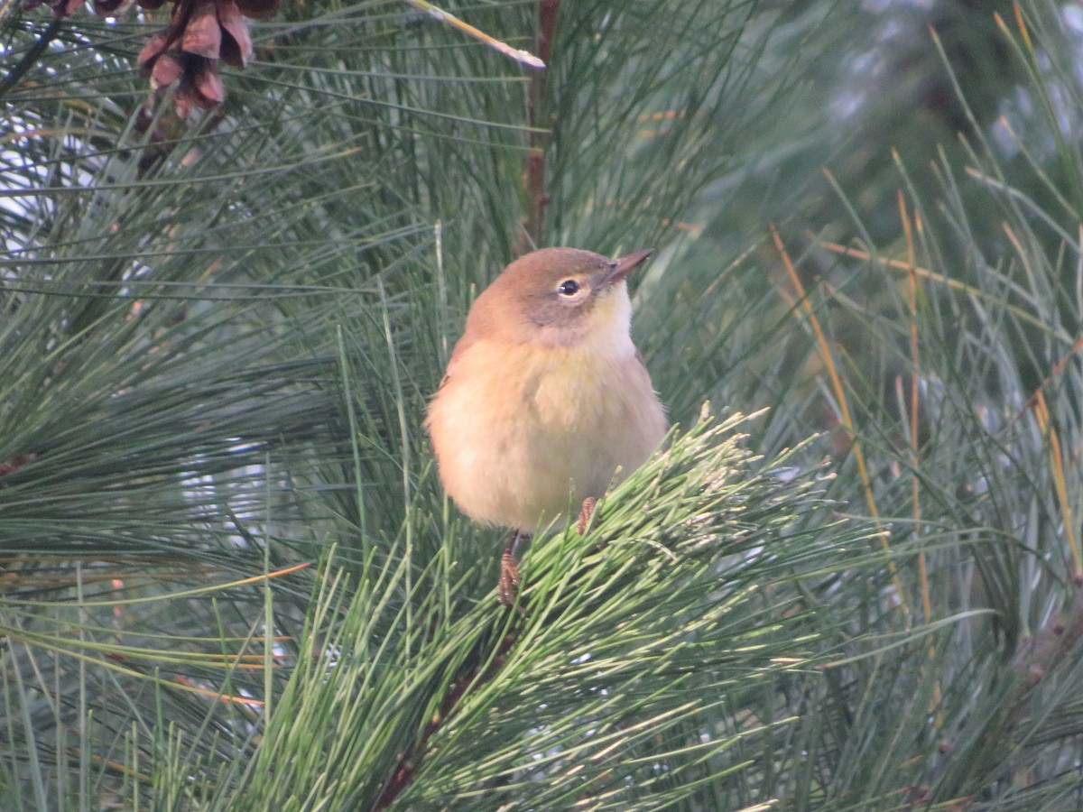 Pine Warbler - ML493226491