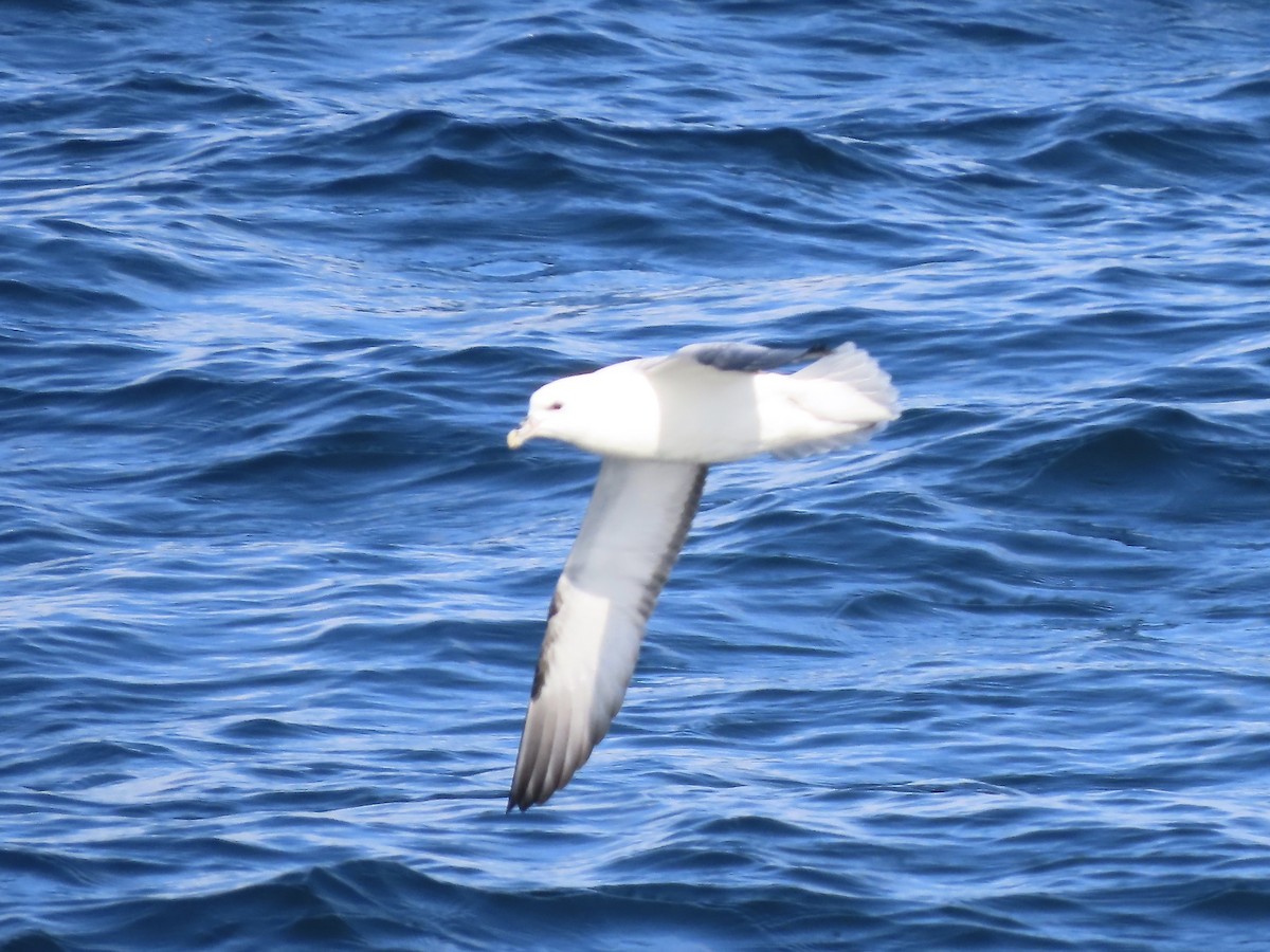 Northern Fulmar - ML493227221