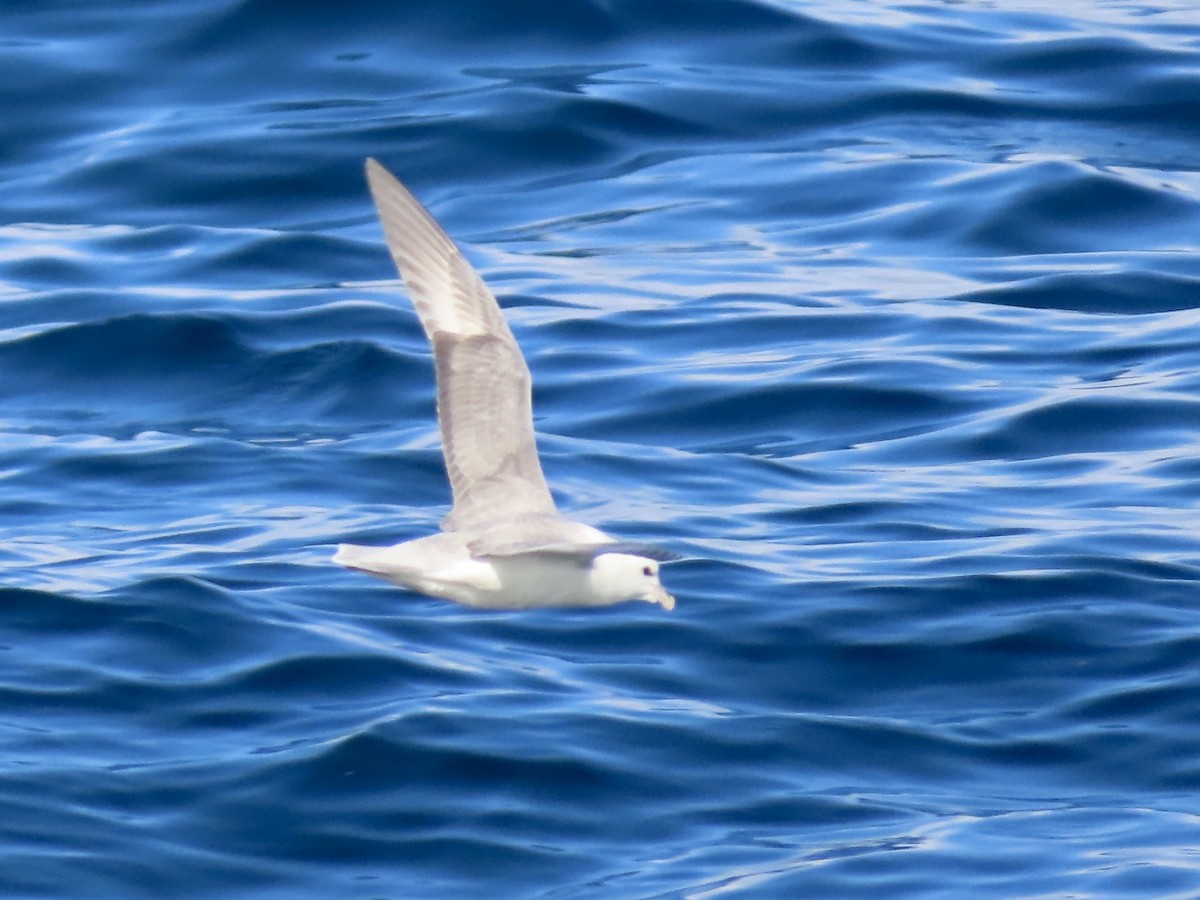 Northern Fulmar - ML493227251