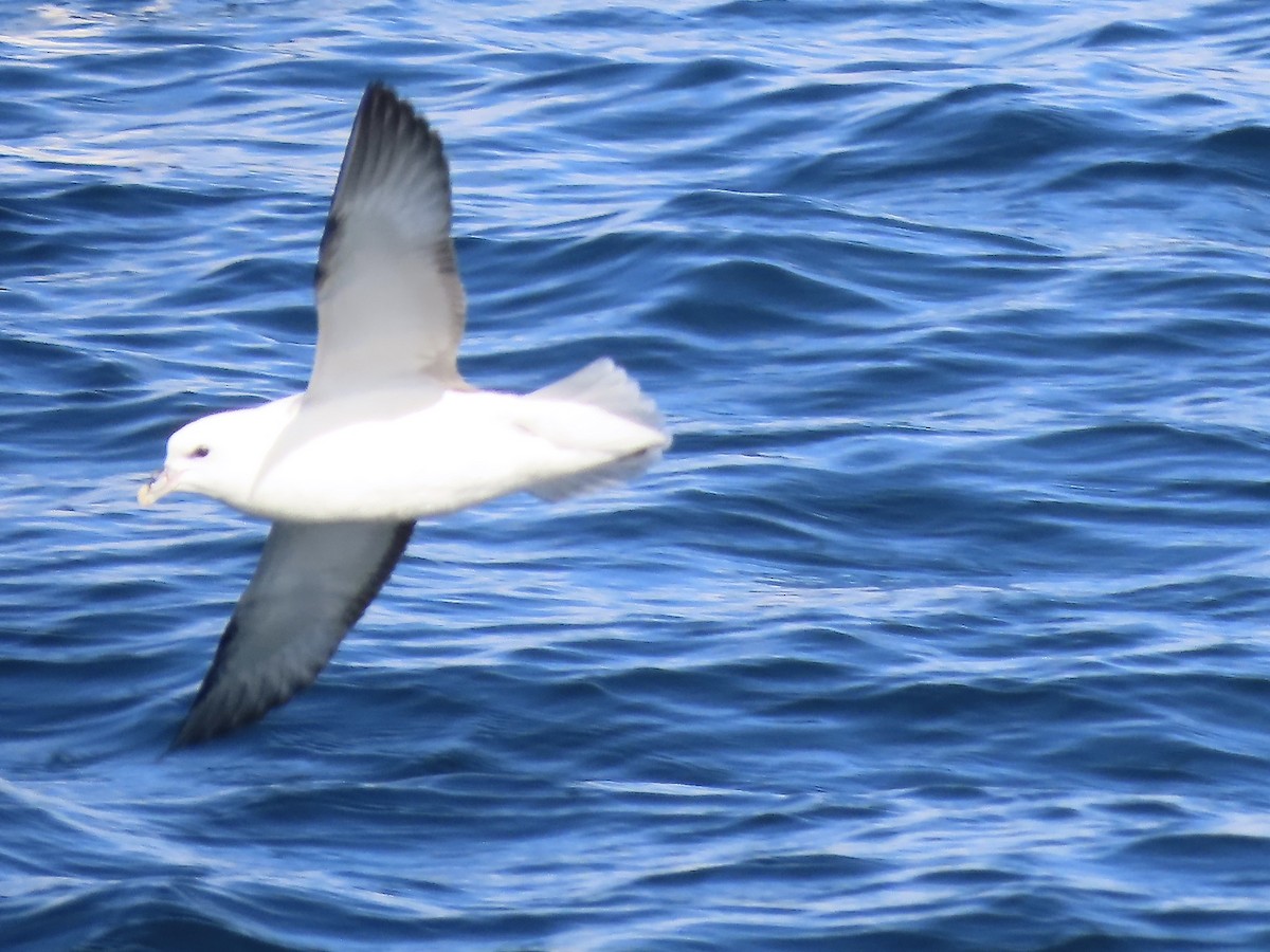 Northern Fulmar - ML493227261