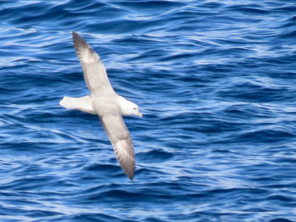 Northern Fulmar - ML493227281