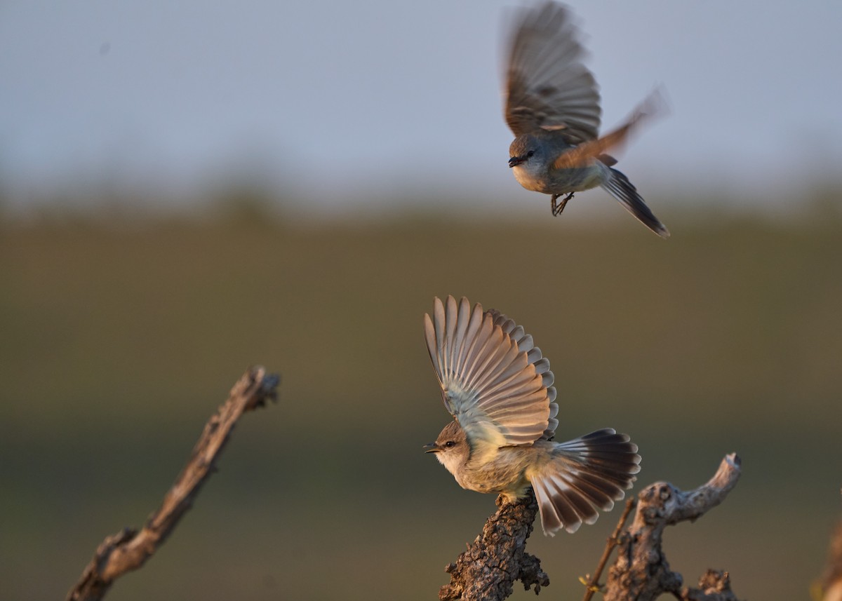 Chapada Flycatcher - ML493227591