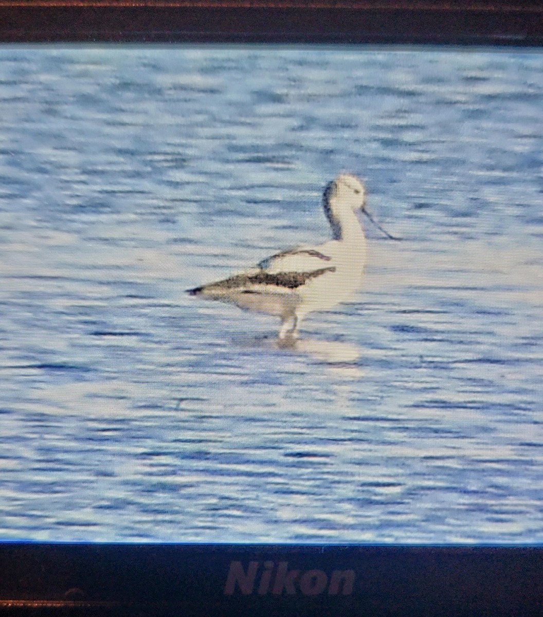 American Avocet - ML493230091