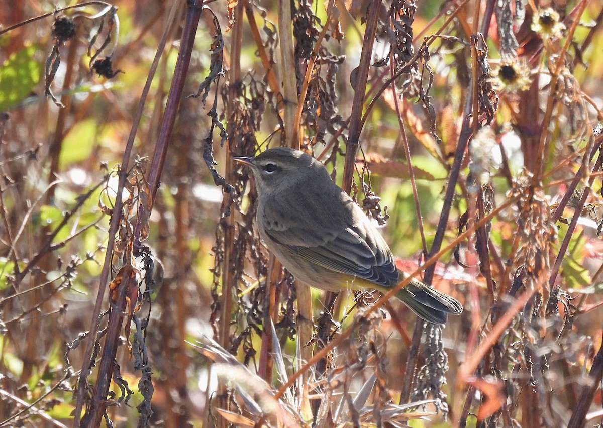 Palm Warbler (Western) - ML493230111