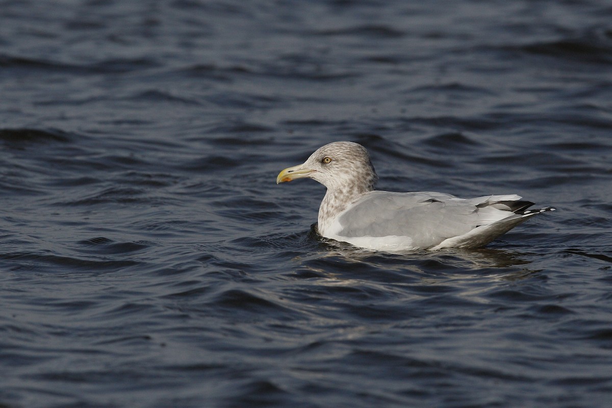 Herring Gull - Bertrand Hamel