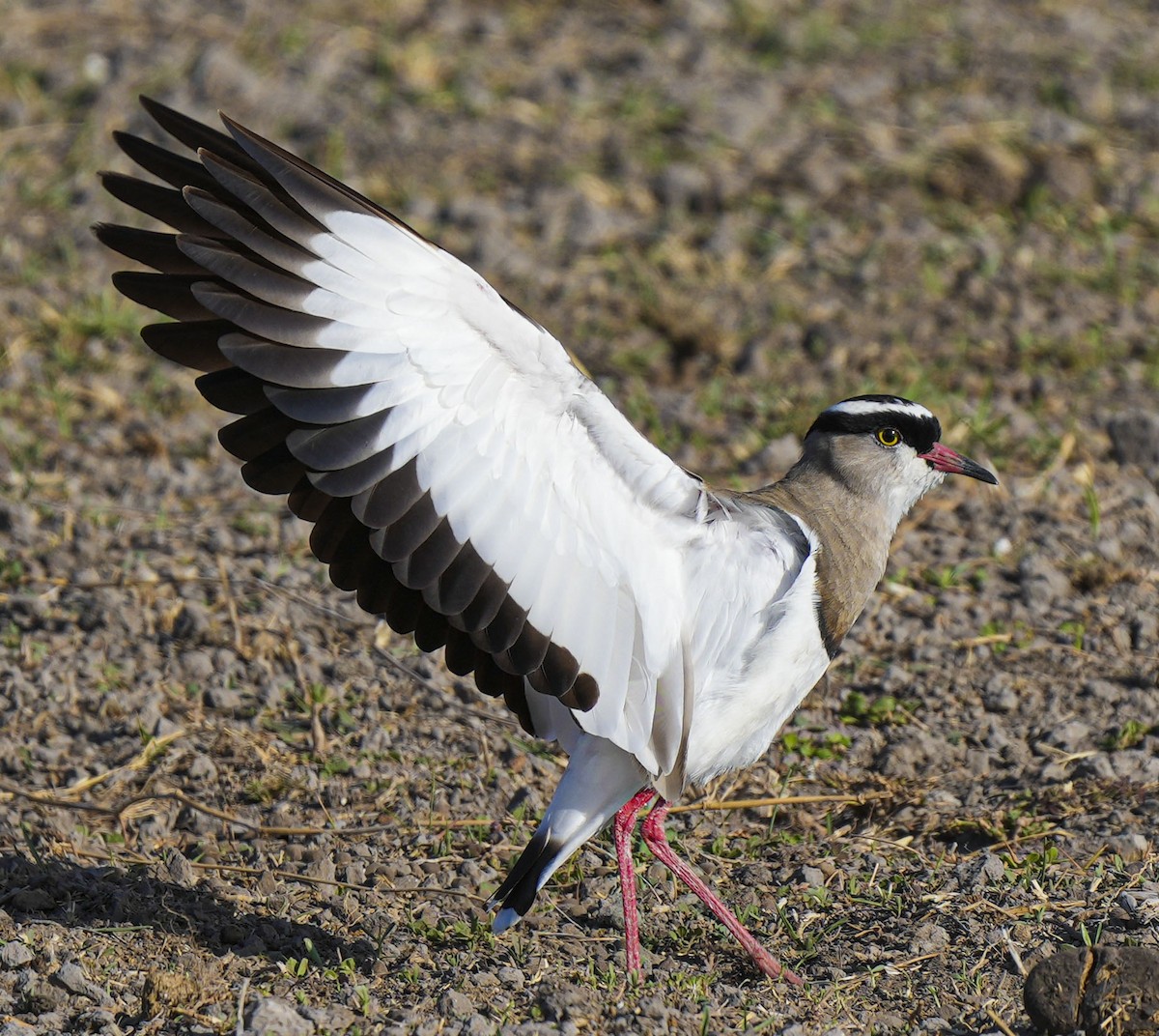 Crowned Lapwing - ML493230641