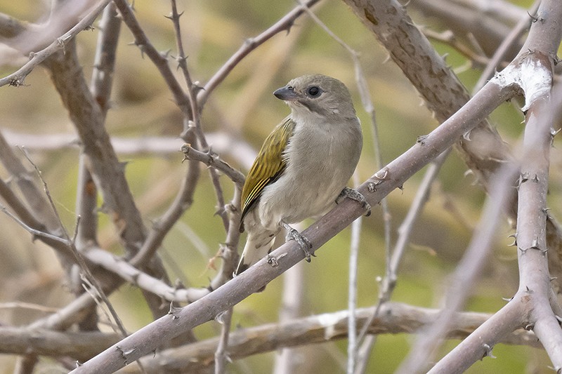 Lesser Honeyguide (Lesser) - adrian binns